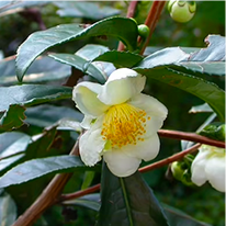 Java Burn Ingredient Camellia Sinensis Photo