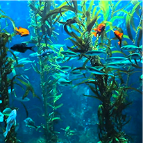 Java Burn Ingredient L-Carnitine