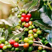 Java Burn Ingredient Chlorogenic Acid Photo